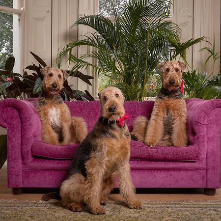 Clone Country House オーリム エクステリア 写真 Airedale Terriers
