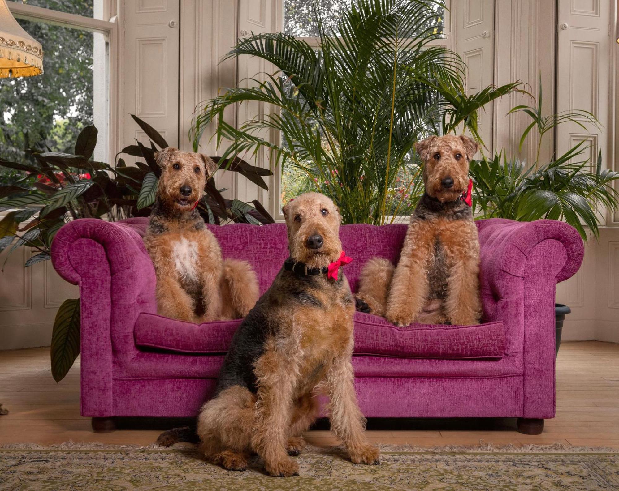 Clone Country House オーリム エクステリア 写真 Airedale Terriers