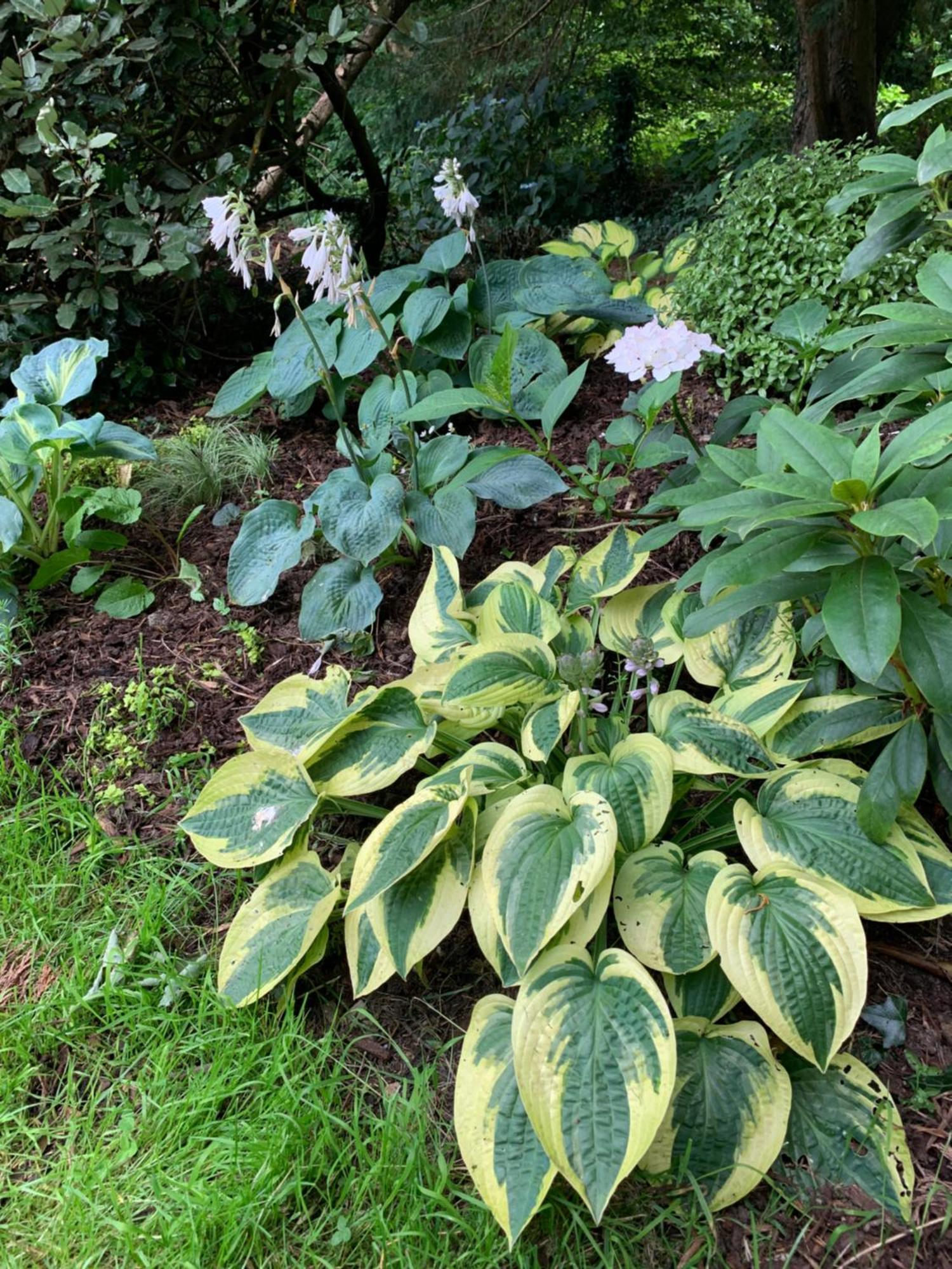 Clone Country House オーリム エクステリア 写真 Hosta 'Batik'