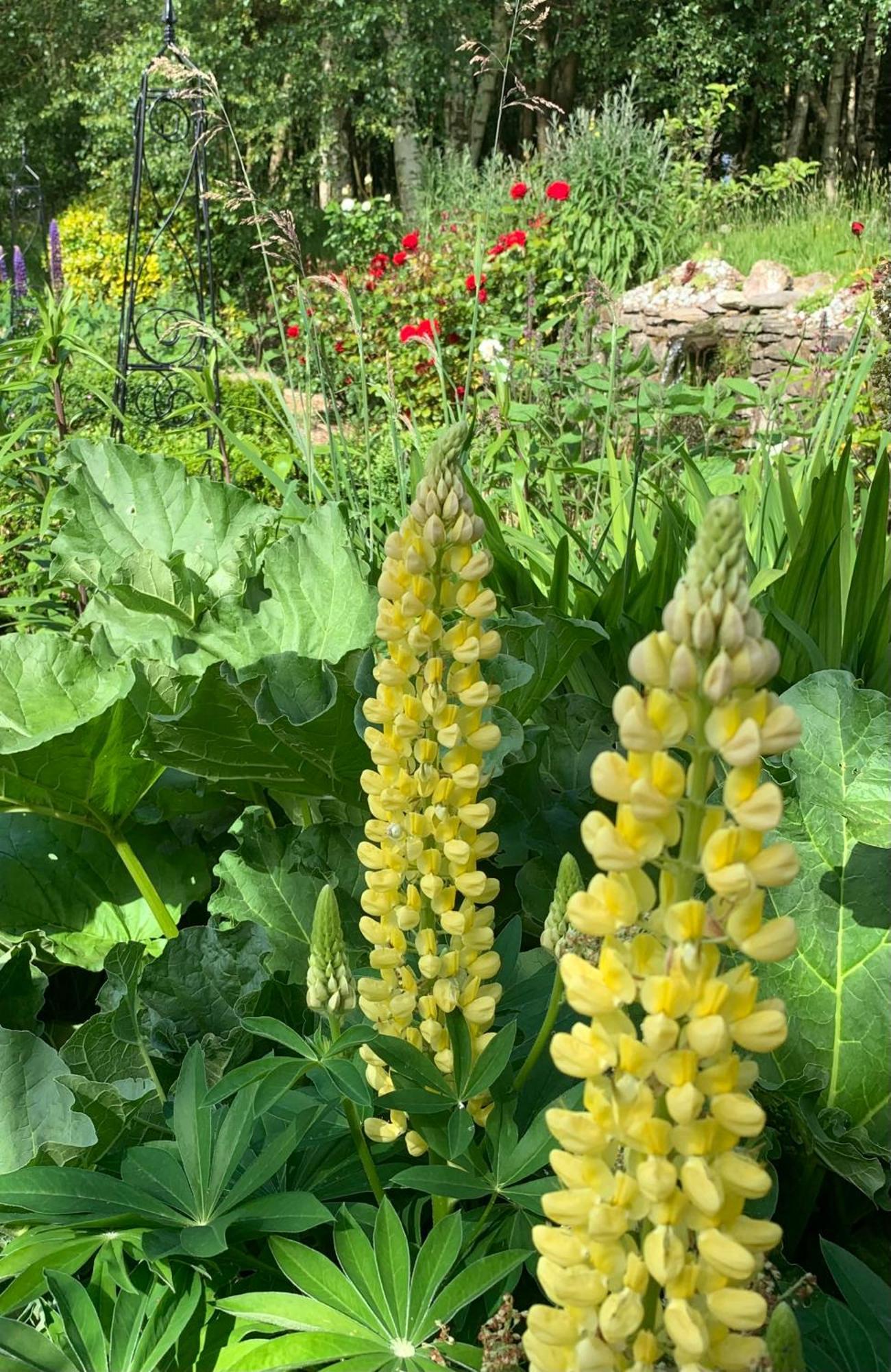 Clone Country House オーリム エクステリア 写真 Lupinus golden tower